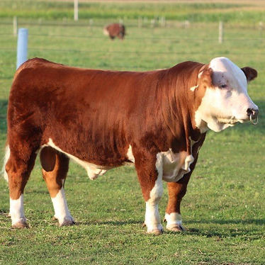 Christensen Cattle Company offers elite Miniature Hereford sires and miniature Hereford semen for sale, featuring proven bull