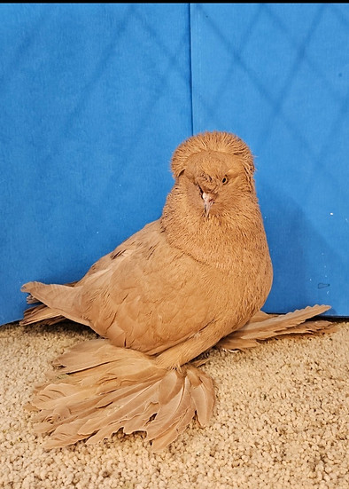 shoe pigeons