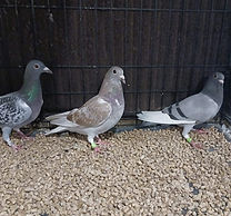 Show Pigeons