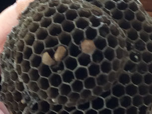 Year 2 Science Investigation