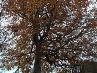 Year 2 Computing Taking photographs