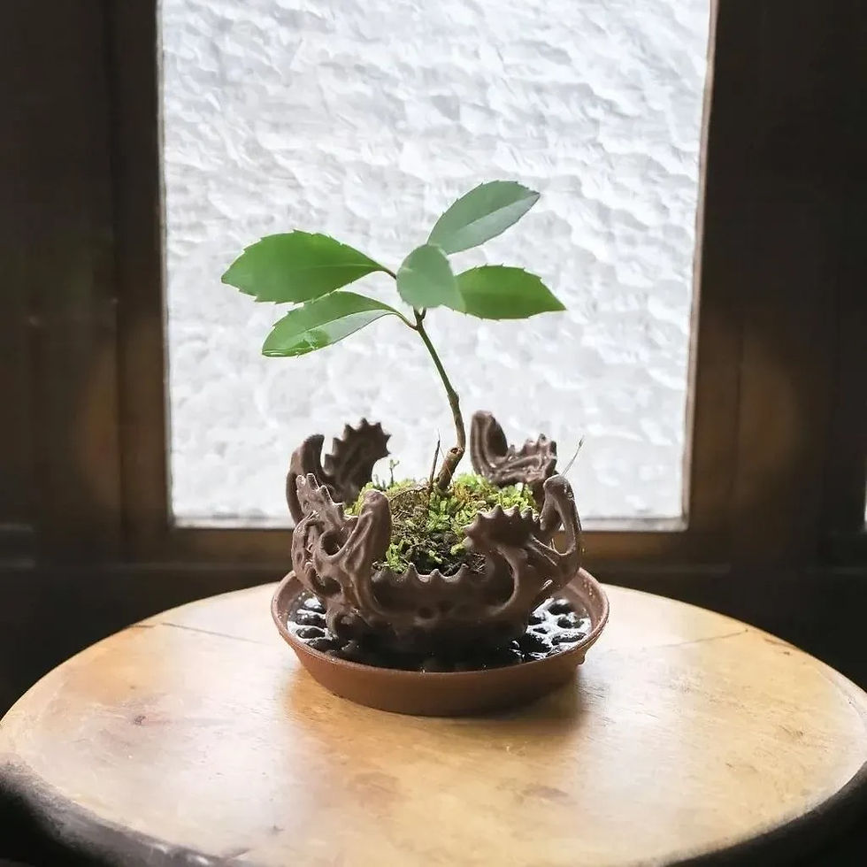 PLANT POT