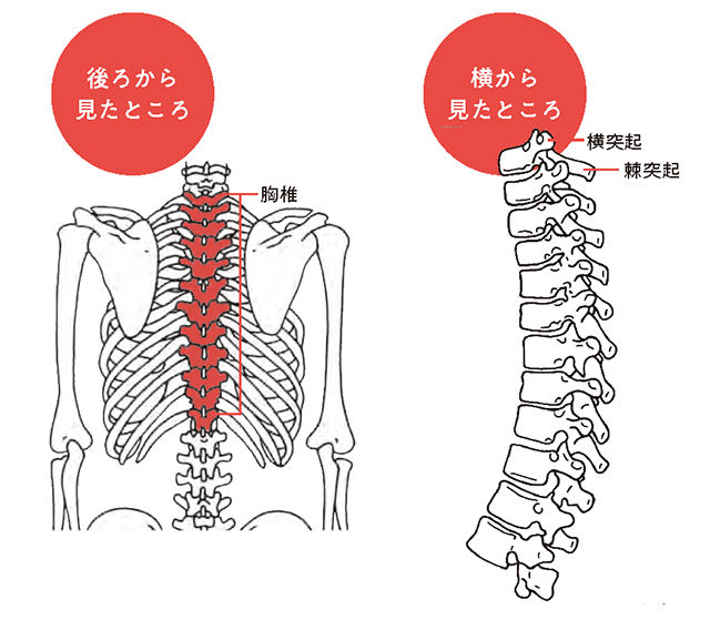背骨の解説
