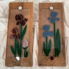 Iris on Cedar