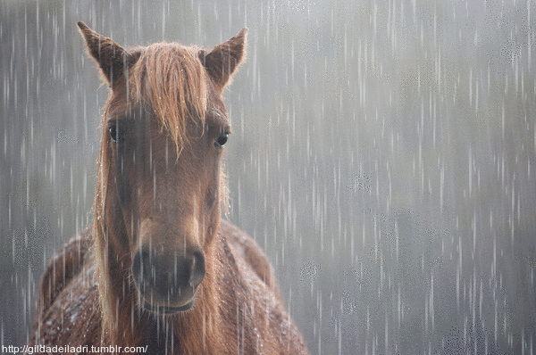 Do horses like heavy rain
