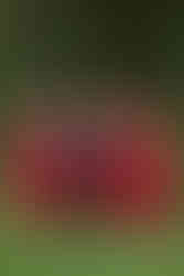 Invercargill wedding with bridal photos at Queens Park