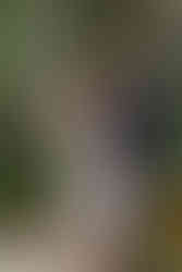 Invercargill wedding with bridal photos at Queens Park