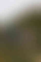 Invercargill wedding at the Abbey with bridal photos at Anderson's Park