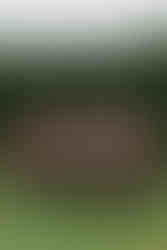 Invercargill wedding with bridal photos at Queens Park