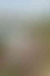 surprise proposal in the lupins at lake tekapo