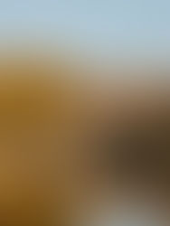 Cromwell // Surprise Proposal at Cloudy Bay