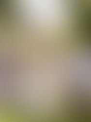 Queenstown // Milbrook & Helicopter Wedding