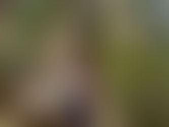  Experimenta una Sanación Interior Profunda: Ayahuasca Guatemala