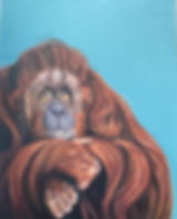 Orangutan