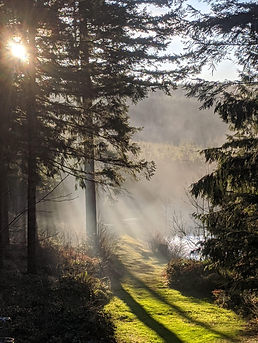Morning sun through the trees.jpg