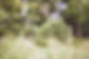 closeup-shot-of-a-grassy-field-with-a-blurred-back-2025-02-09-18-12-49-utc_edited.jpg