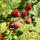 IMG_8612.jpeg