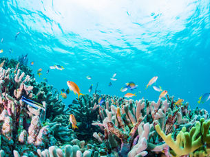 Top Ten Bucket List for the best diving places on Earth