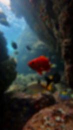snorkel COIBA.jpg