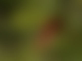 Ecotourism in Panama