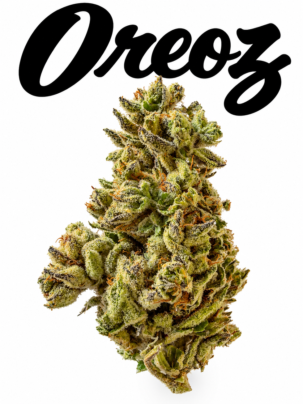 Indoor Oreoz Hybrid