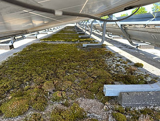 Moss Under Ballasted System.jpg