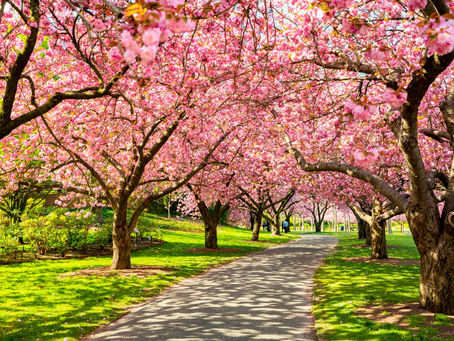 Cherry Blossom, Ontario