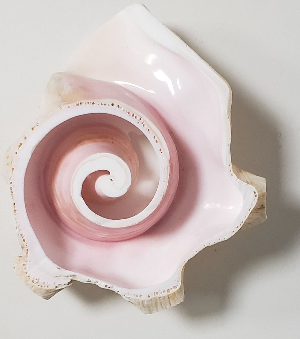 Conch Shell Spiral Jewelry Dish