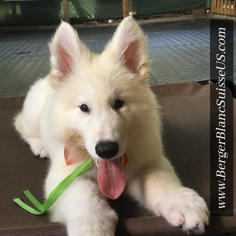 Berger Blanc Suisse US