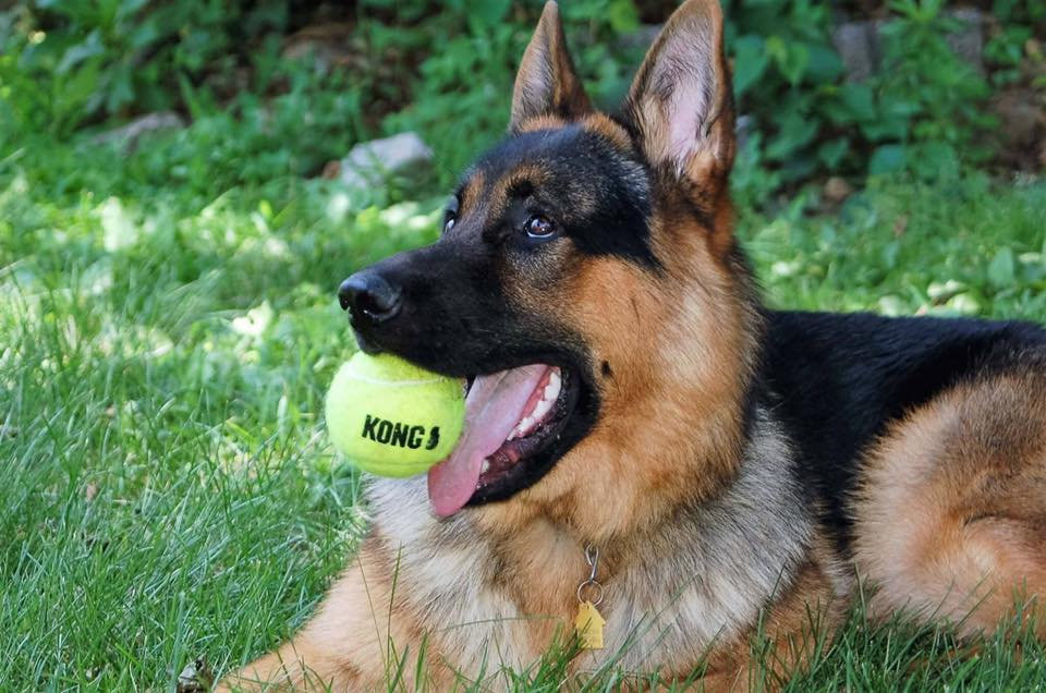 Dangers of Rawhides for Dogs