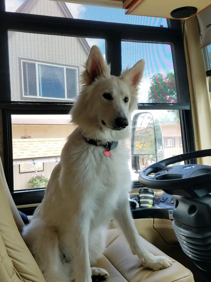 Dangers of Rawhides for dogs