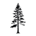 BLACK PINE TREE LOGO ISOLATED_edited.png