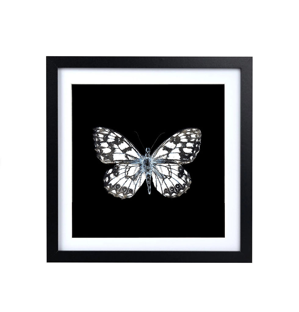 Marbled white butterfly painting