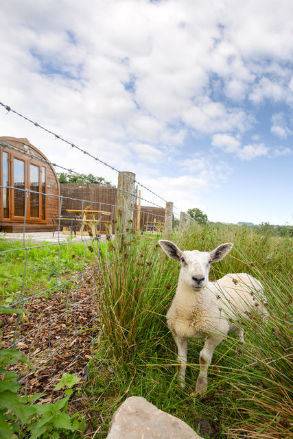 Garthside Farm Holidays Glamping pod Sheep