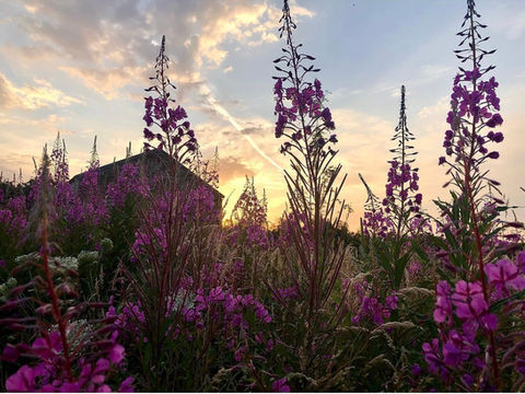 Garthside Farm Holidays Glamping pod Wildflowers