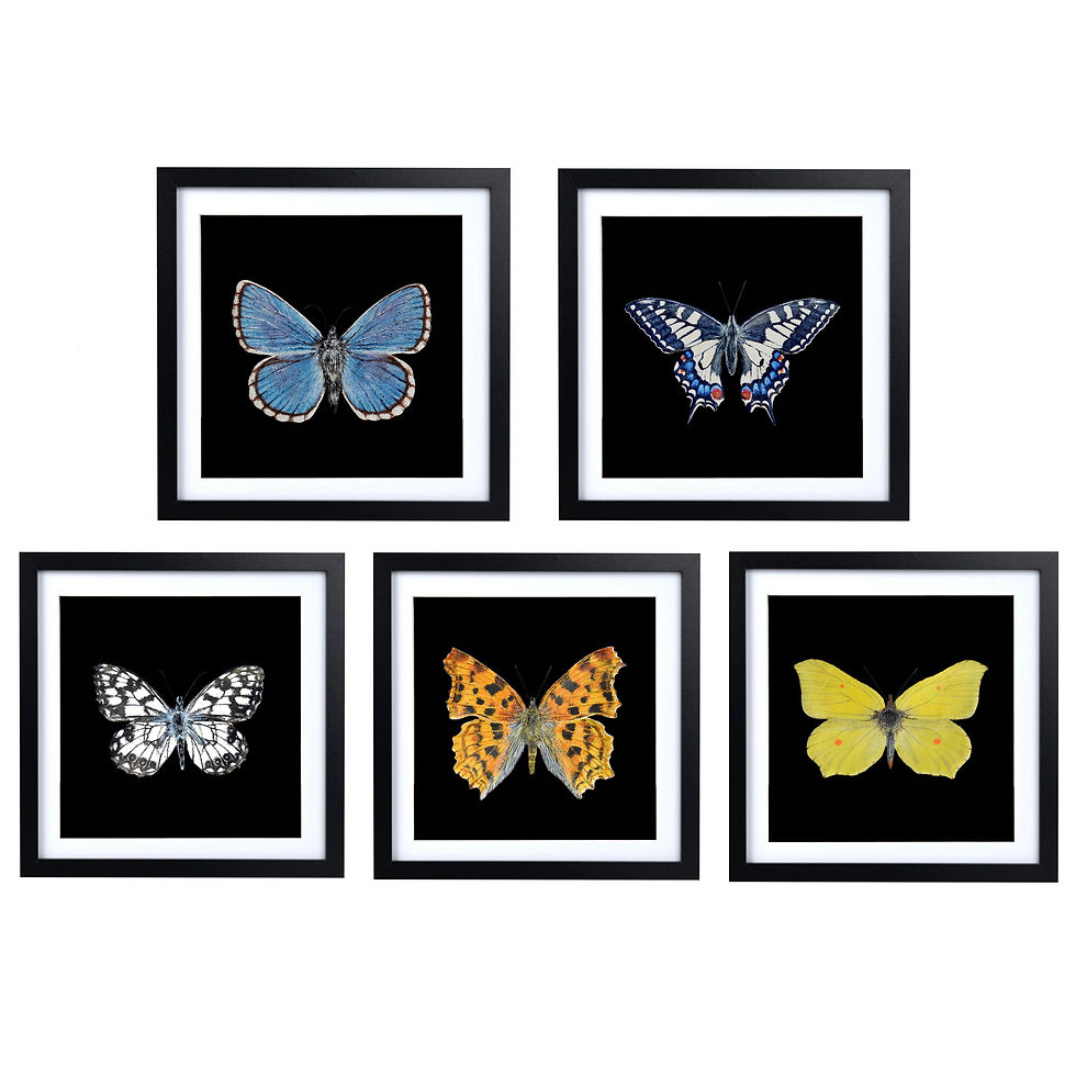 3D Paintings of butterflies in frames