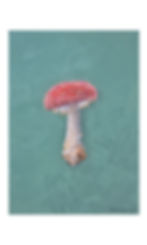 Fly Agaric