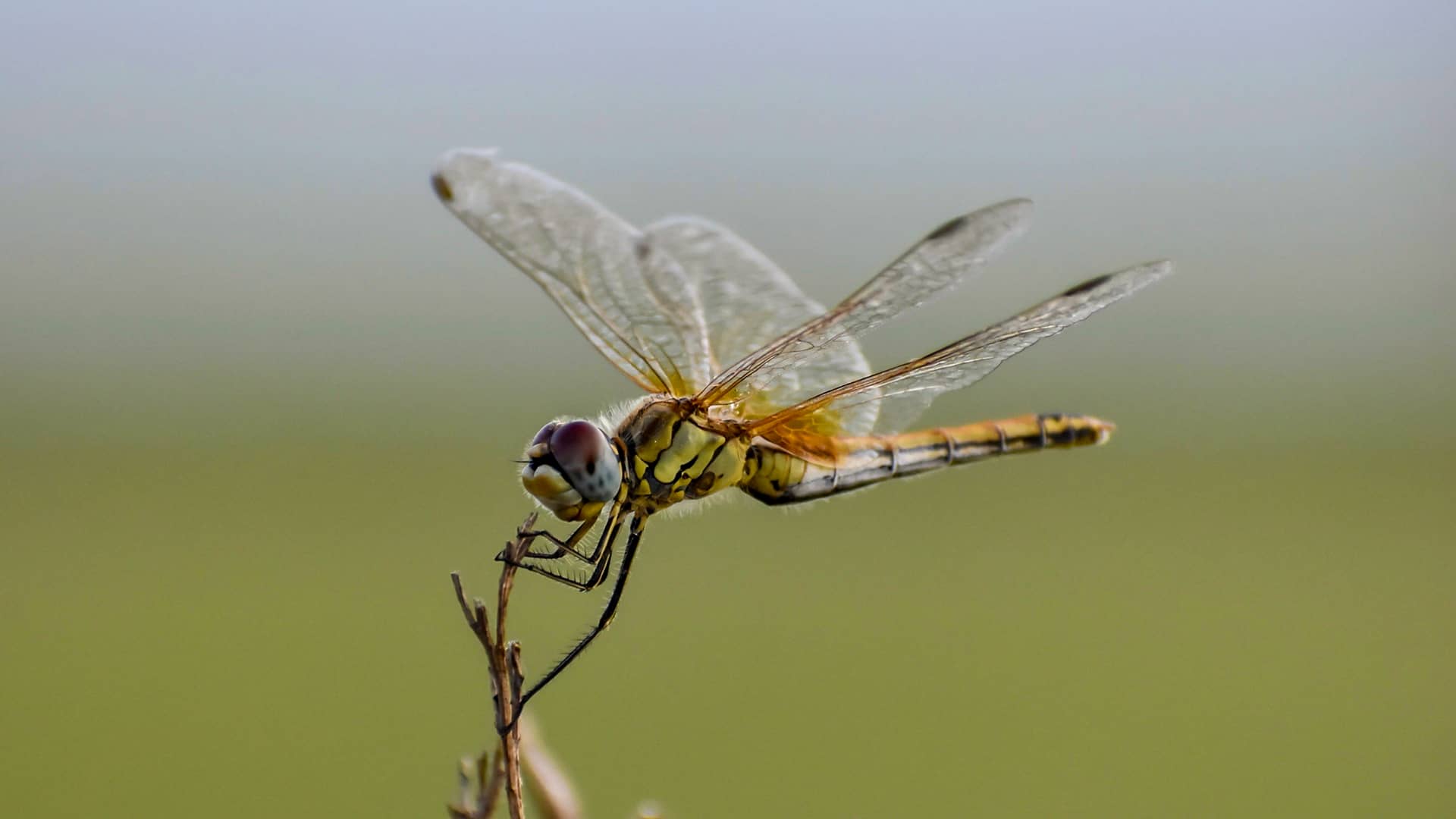 Insects are the most diverse group within the animal kingdom. There is not an exact number on how many different species of insect there are worldwide, but estimates suggest that there are some 5 million different species in existence. Today, around 1 million species worldwide have been recorded and described.