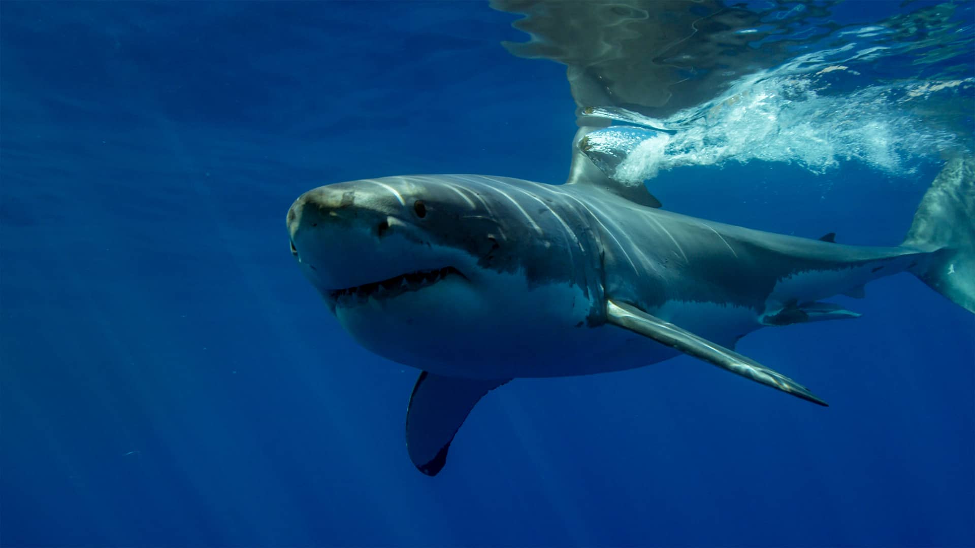 Great white shark swimming in clear blue ocean, body sleek and powerful. Sunlight filters through water, creating an intense, awe-inspiring scene. South Africa, Cape Wilderness, Nature, Wildlife, Plants, Animals.
