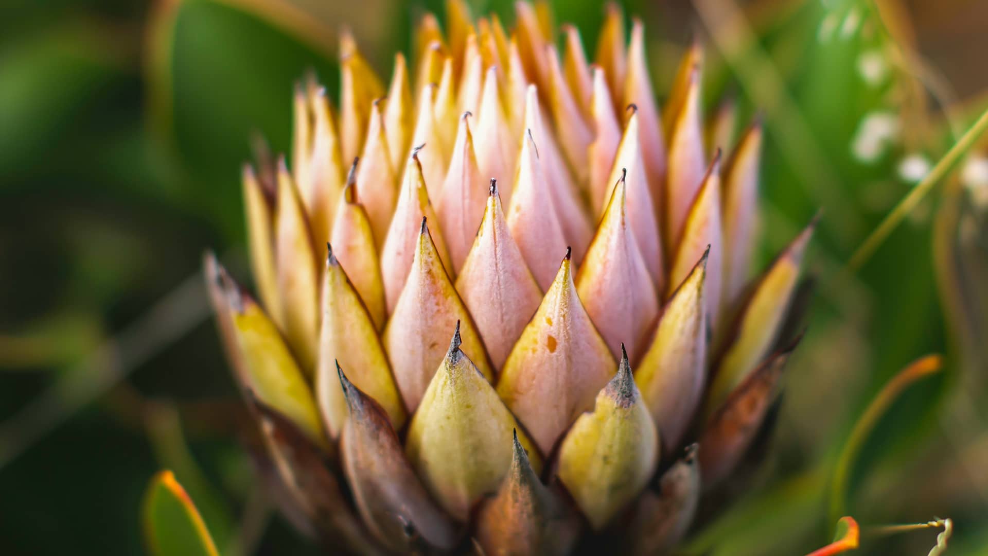 Close-up of a protea flower, showcasing its pointed pink and yellow petals, surrounded by blurred green foliage, conveying a sense of natural beauty. South Africa, Cape Wilderness, Nature, Wildlife, Plants, Animals, Cape Floral Kingdom, Fynbos.