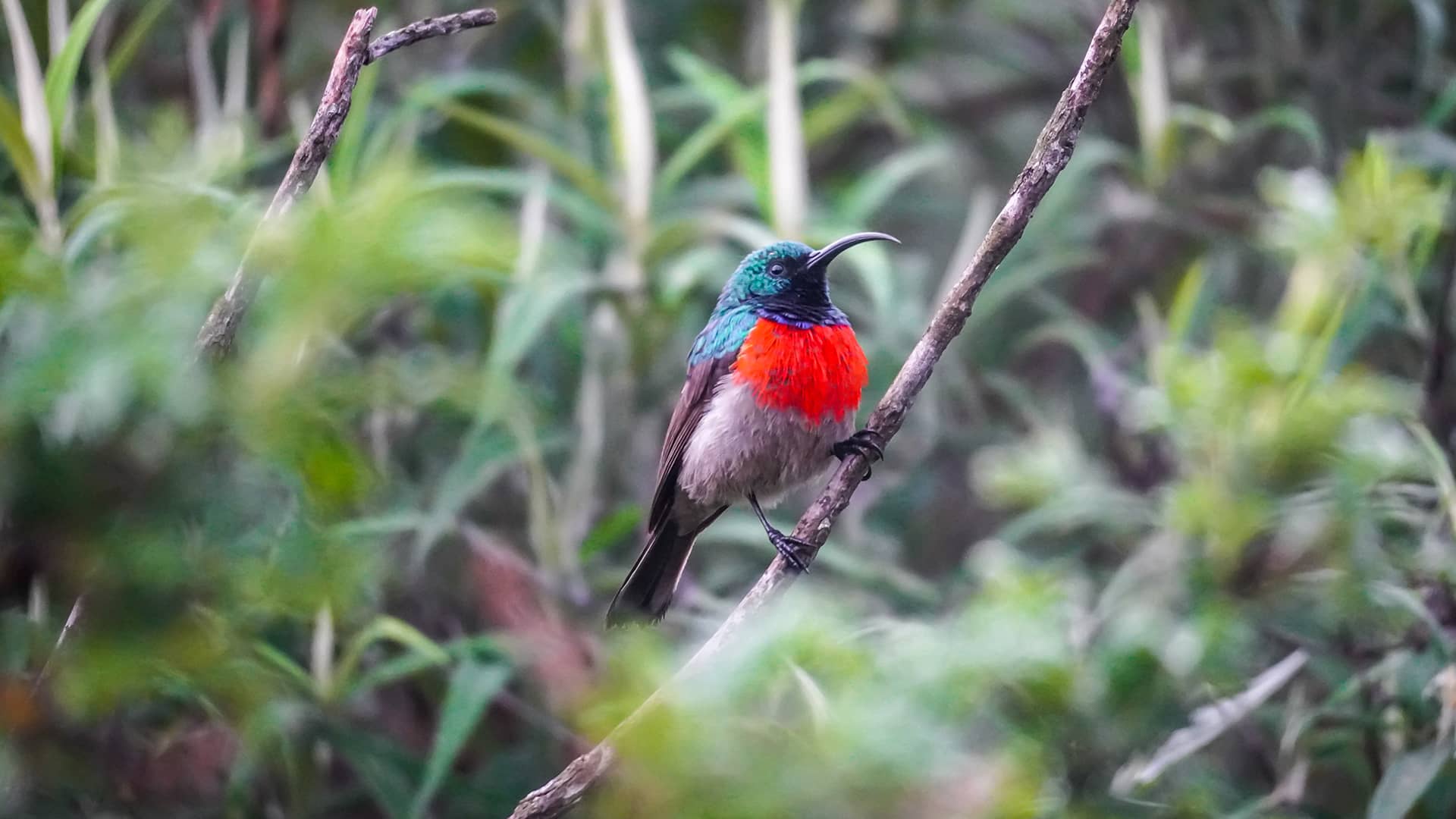 A vibrant bird with a red chest and iridescent blue-green head, perches on a branch amidst lush greenery, conveying a serene, natural setting. South Africa, Cape Wilderness, Nature, Wildlife, Plants, Animals, Drakensberg.