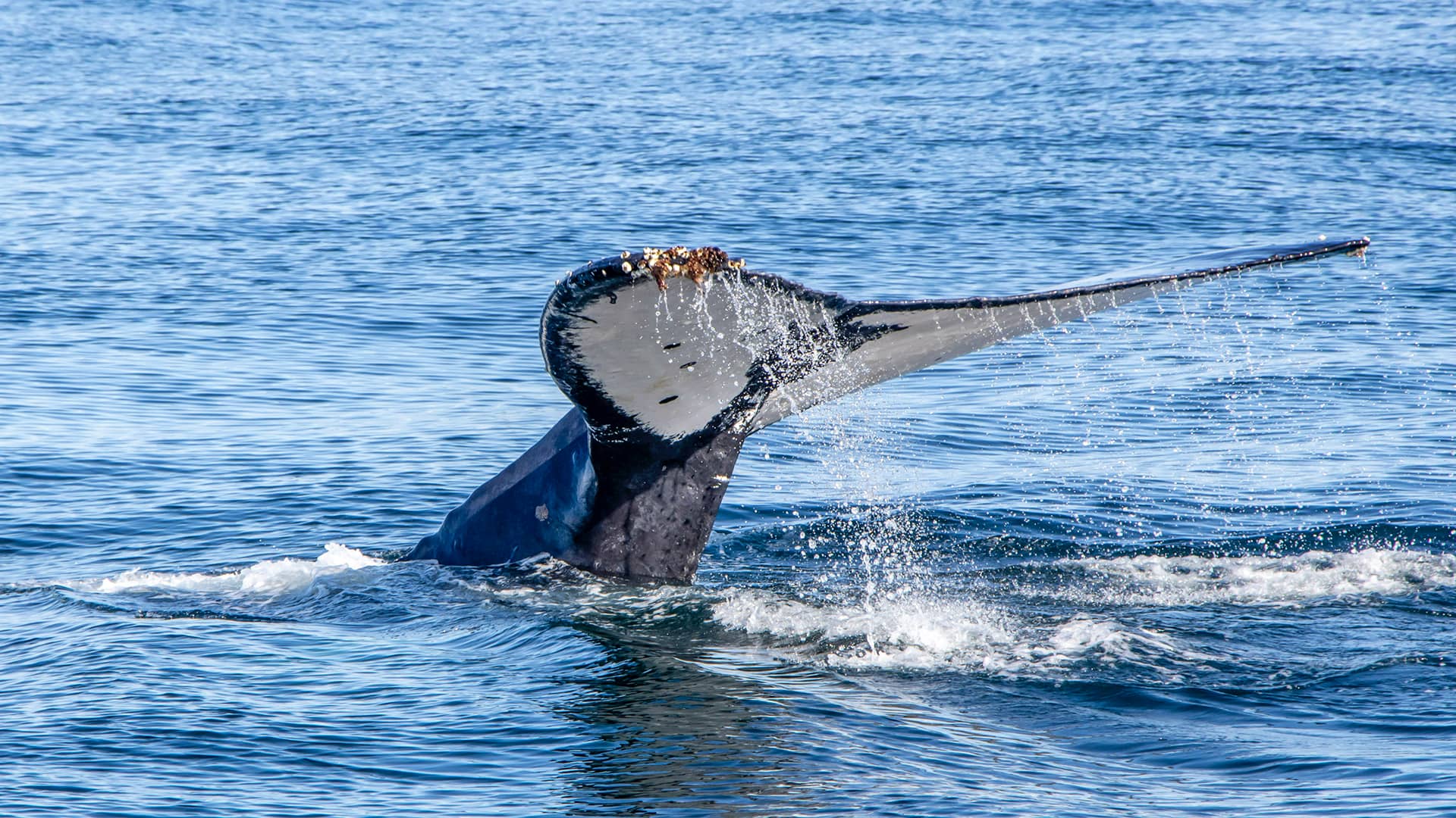 Whale tail splashes in ocean, creating droplets against the blue water. The scene conveys the grace and power of marine life in the wild. South Africa, Cape Wilderness, Nature, Wildlife, Plants, Animals, Overberg, Whale Coast.
