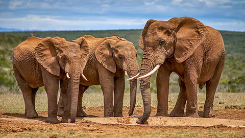 Addo Elephant National Park