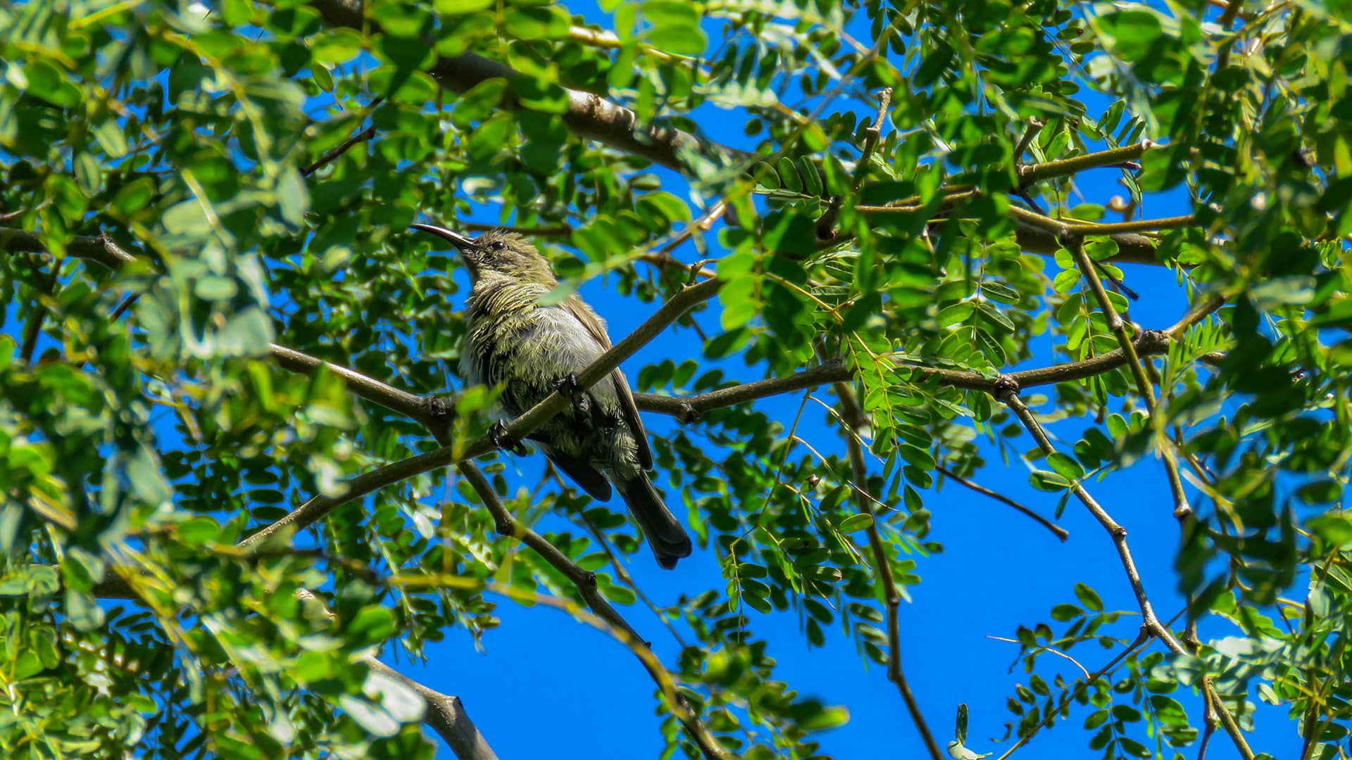 A small bird perched on a branch, surrounded by vibrant green leaves and set against a clear blue sky, creating a peaceful and natural scene. South Africa, Cape Wilderness, Nature, Wildlife, Plants, Animals, Wild Coast.