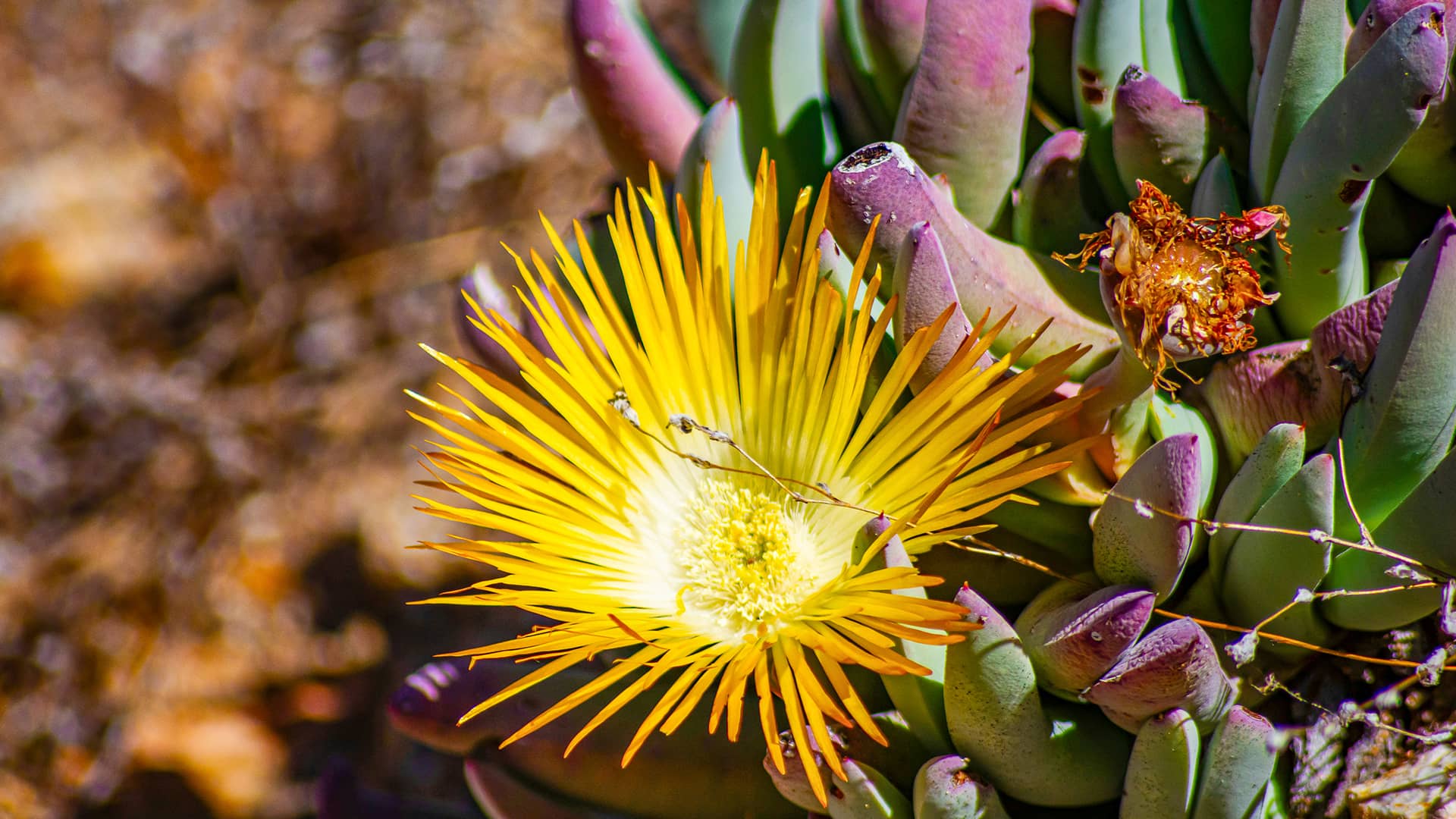 A bright yellow succulent flower with spiky petals blooms amid greenish-purple fleshy leaves. The scene conveys vibrancy and resilience. South Africa, Cape Wilderness, Nature, Wildlife, Plants, Animals, Cape Floral Kingdom, Fynbos.