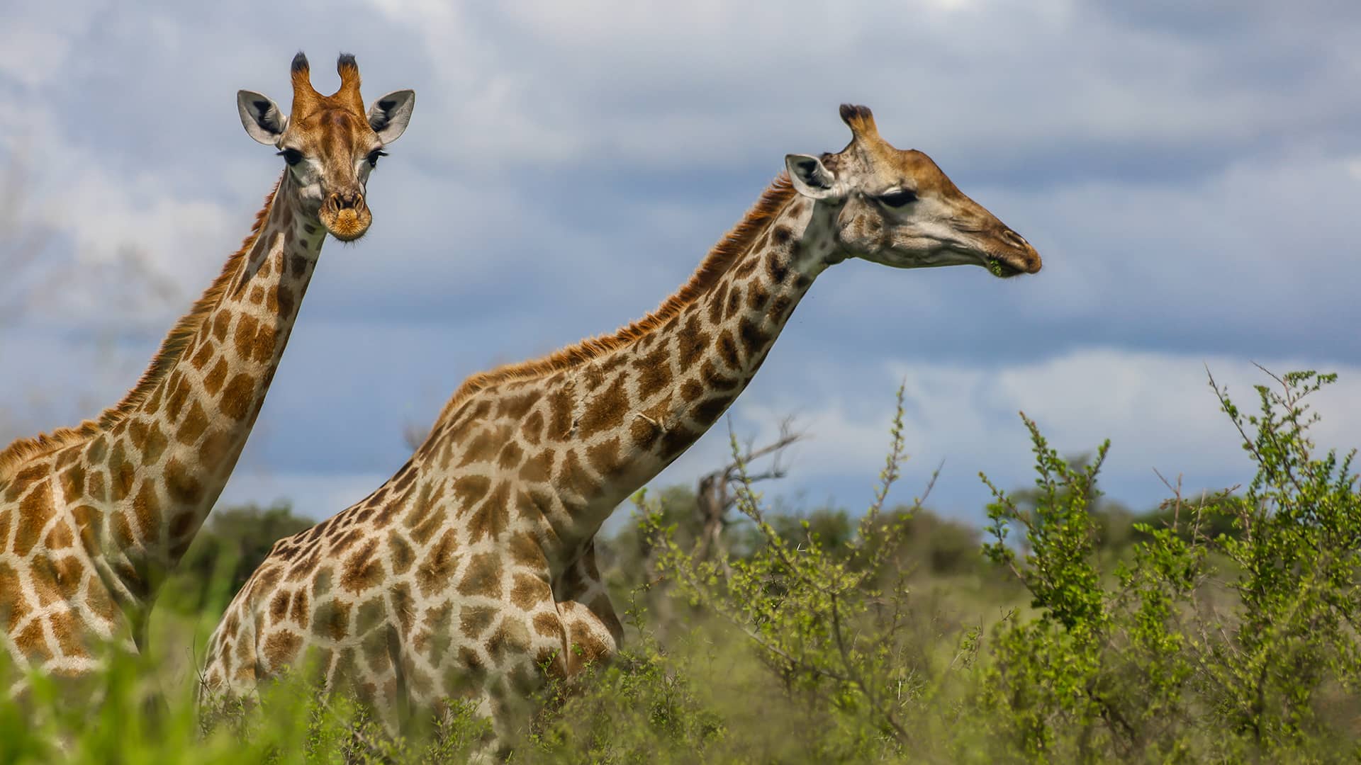 Two giraffes stand in a lush green savanna, surrounded by shrubs and under a cloudy sky. Their expressions are calm and serene, capturing a peaceful moment in nature. South Africa, Cape Wilderness, Nature, Wildlife, Plants, Animals, Greater Kruger, Kruger National Park.