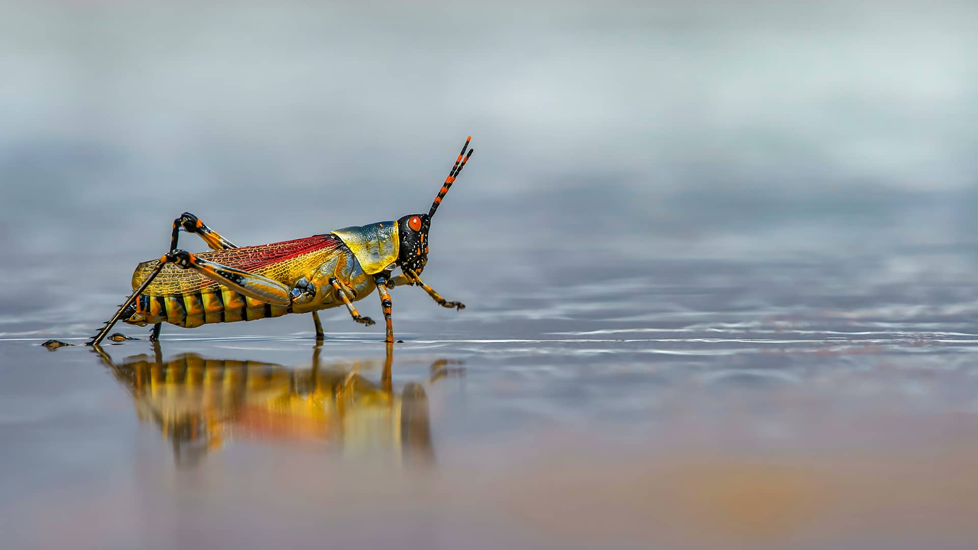 A colorful grasshopper with orange and black markings walks on a reflective wet surface. The shallow depth of field creates a blurred background, emphasizing the insect. South Africa, Cape Wilderness, Nature, Wildlife, Plants, Animals.