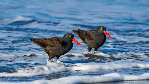 De Mond Nature Reserve