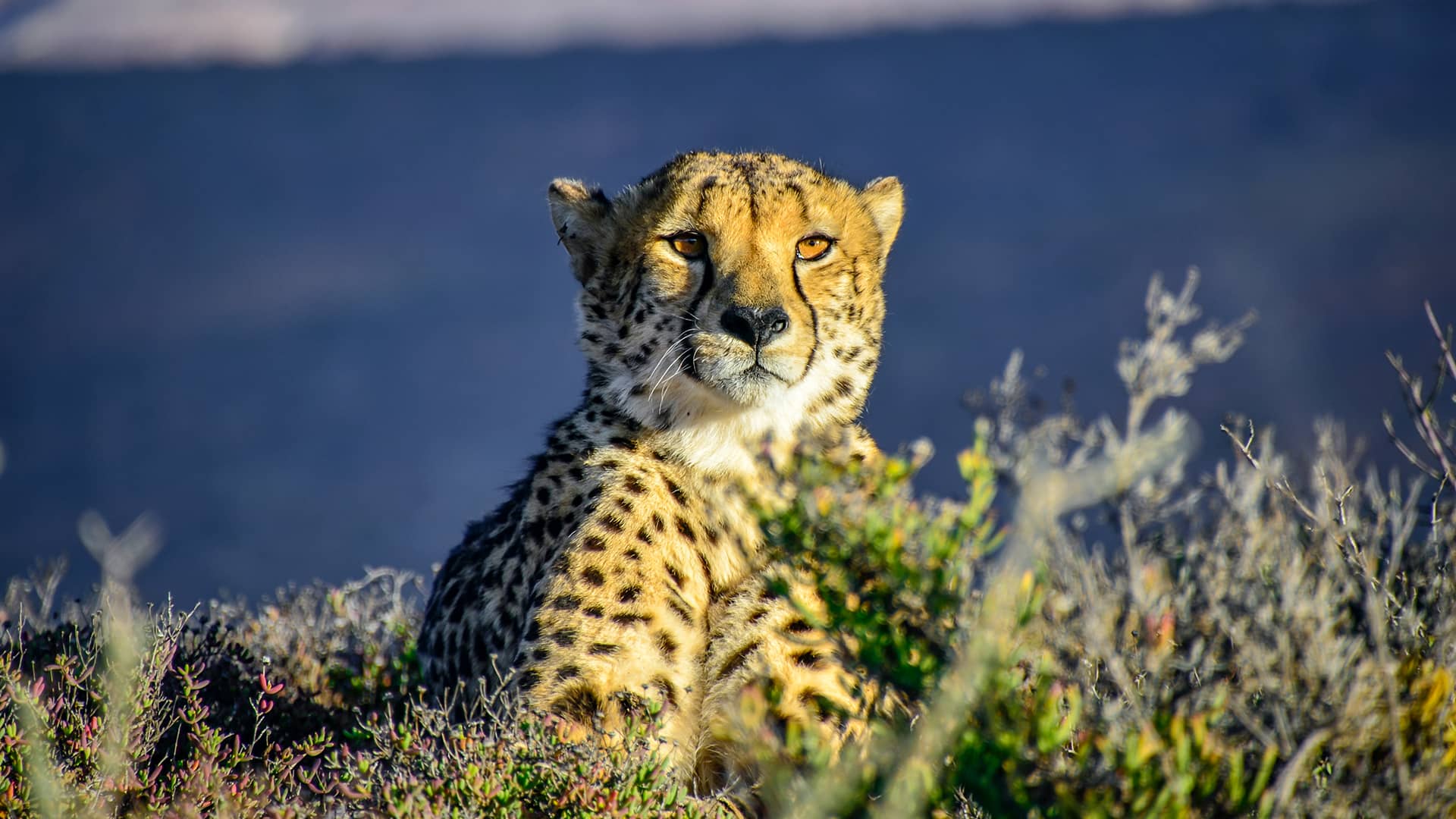 A cheetah rests amid tall grass, its spotted coat blending with the landscape. The blue sky contrasts the animal's alert, serene expression. South Africa, Cape Wilderness, Nature, Wildlife, Plants, Animals, Little Karoo.