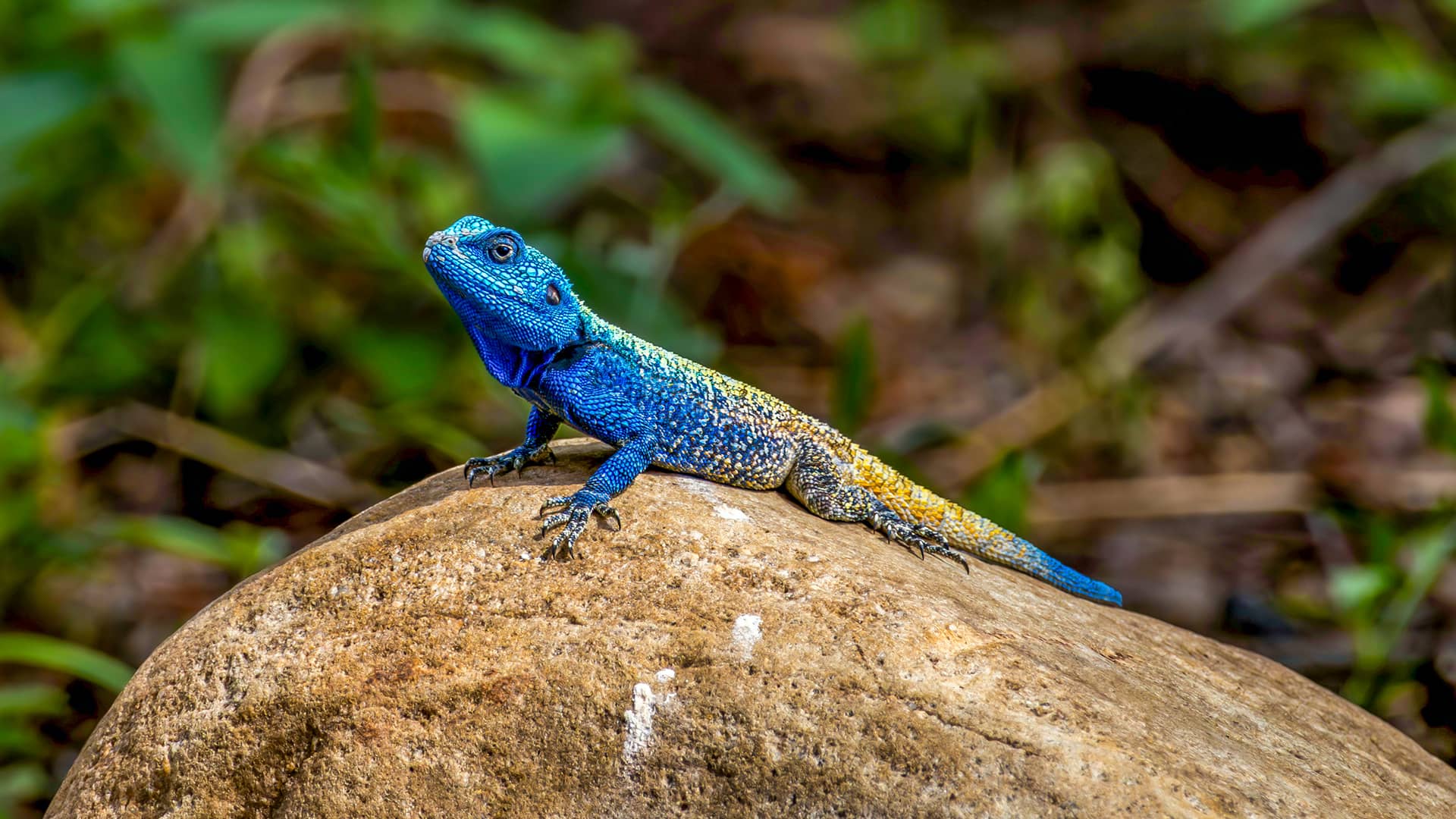 REPTILES